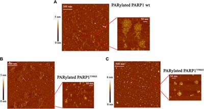 The C-Terminal Domain of Y-Box Binding Protein 1 Exhibits Structure-Specific Binding to Poly(ADP-Ribose), Which Regulates PARP1 Activity